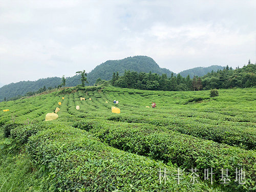茶叶基地