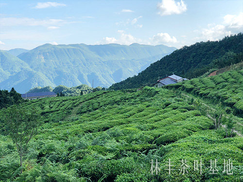 茶叶基地