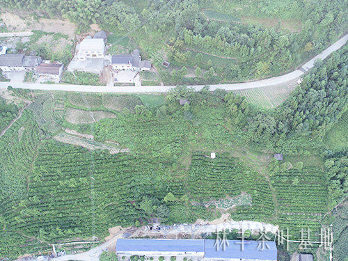 茶叶基地