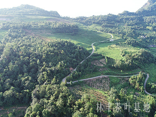茶叶基地