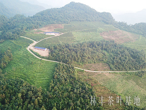 茶叶基地