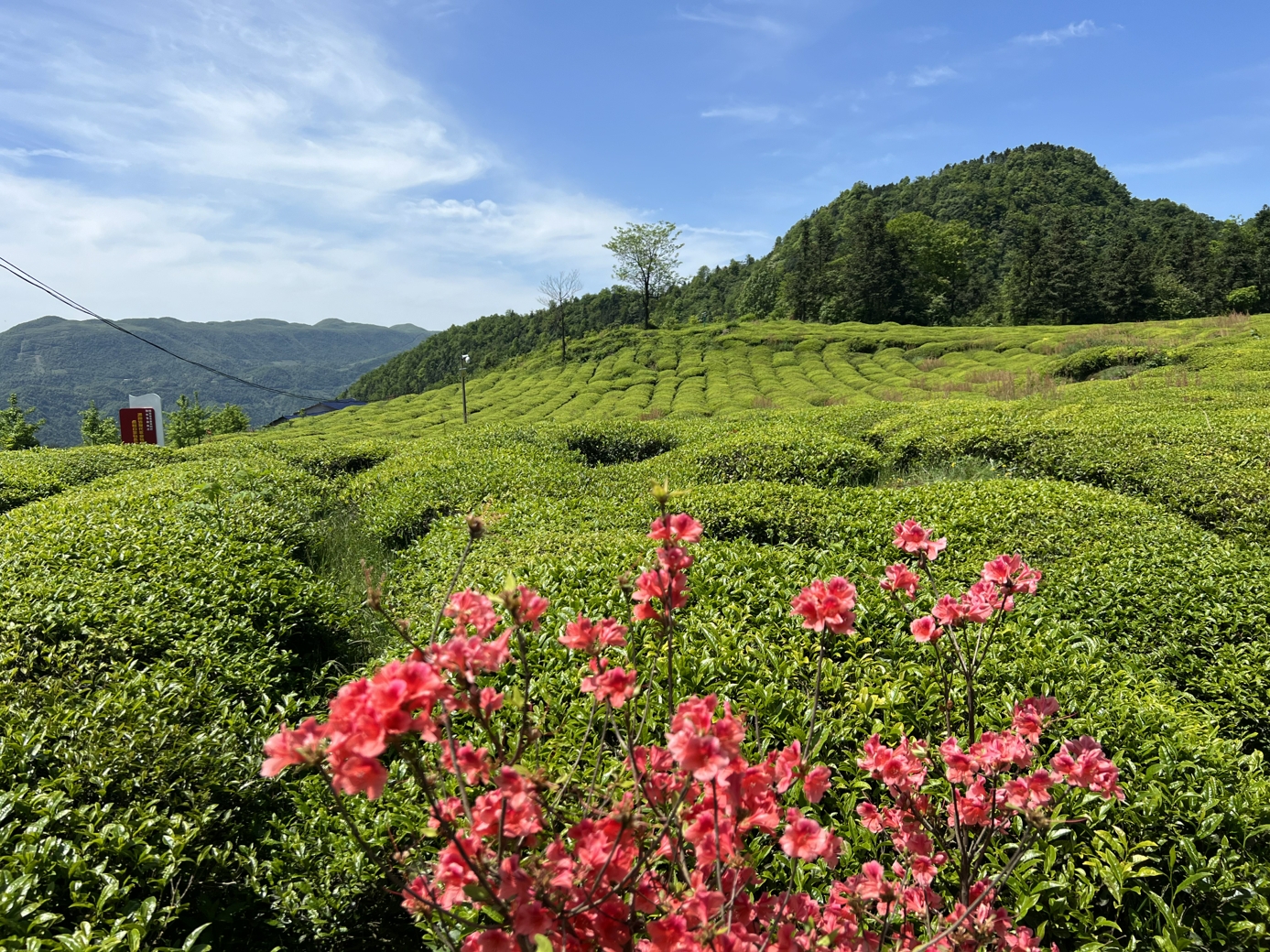 茶叶基地