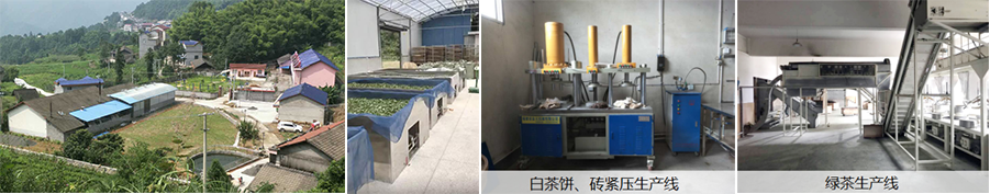 张家界林丰茶叶开发有限公司,张家界茶叶开发,茶叶种植,桑植白茶加工,帅湘红销售 张家界林丰茶叶开发有限公司,张家界茶叶开发,茶叶种植,桑植白茶加工,帅湘红销售