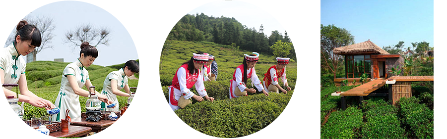 张家界林丰茶叶开发有限公司,张家界茶叶开发,茶叶种植,桑植白茶加工,帅湘红销售 张家界林丰茶叶开发有限公司,张家界茶叶开发,茶叶种植,桑植白茶加工,帅湘红销售