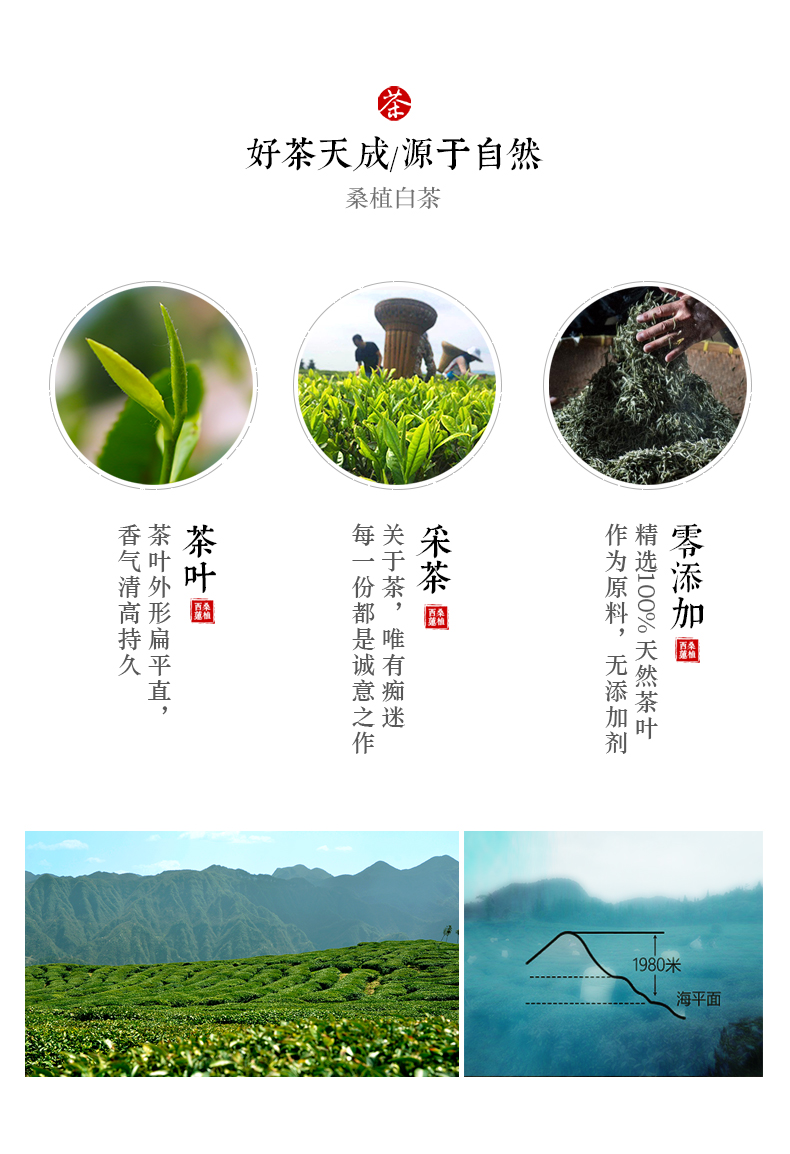 张家界林丰茶叶开发有限公司,张家界茶叶开发,茶叶种植,桑植白茶加工,帅湘红销售