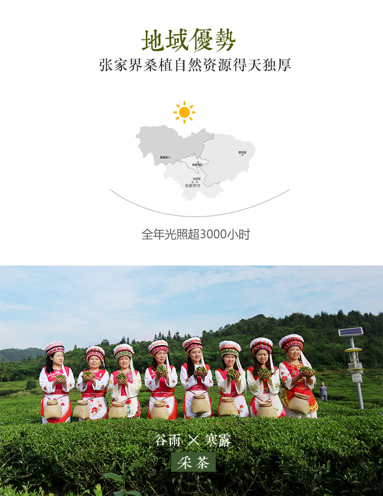 张家界林丰茶叶开发有限公司,张家界茶叶开发,茶叶种植,桑植白茶加工,帅湘红销售