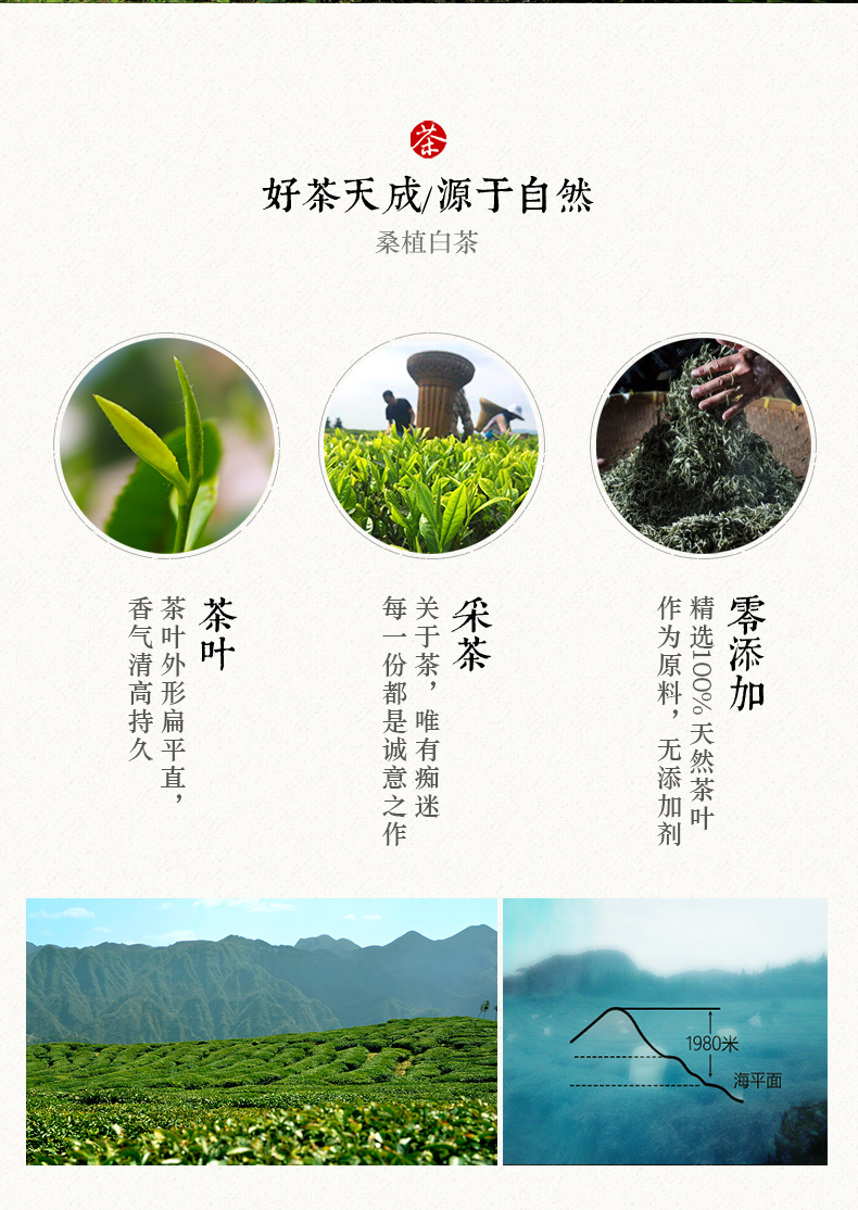 张家界林丰茶叶开发有限公司,张家界茶叶开发,茶叶种植,桑植白茶加工,帅湘红销售